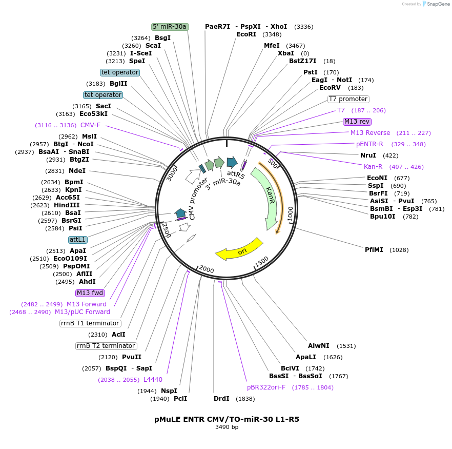 62122-plasmid-map-sequence-id-101406