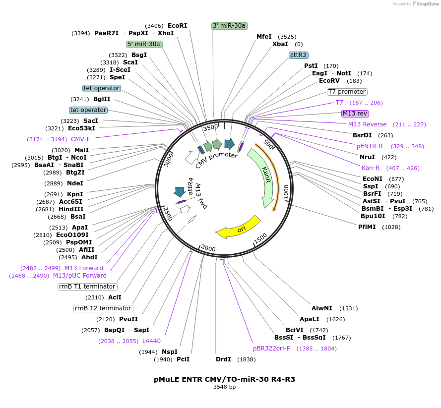 62125-plasmid-map-sequence-id-101409