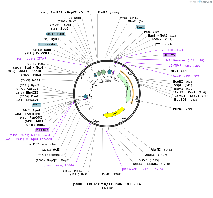 62126-plasmid-map-sequence-id-101410