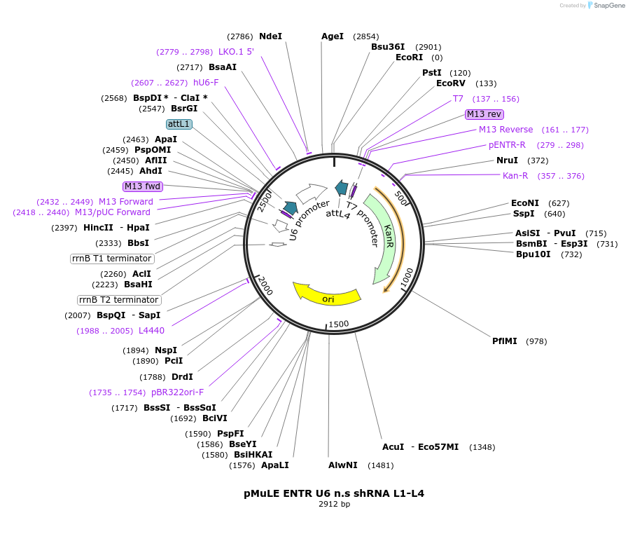 62136-plasmid-map-sequence-id-101420