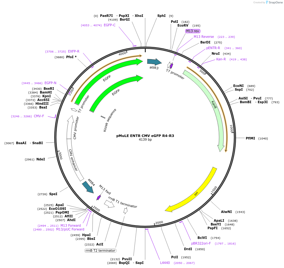 62141-plasmid-map-sequence-id-101425