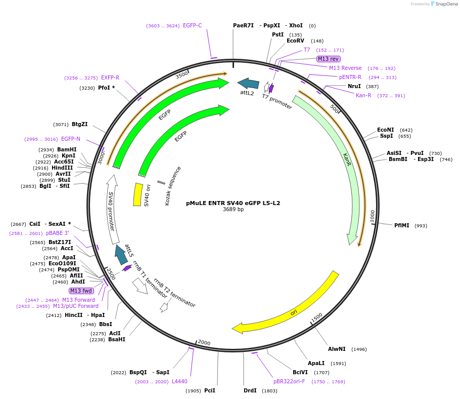 62144-plasmid-map-sequence-id-101428