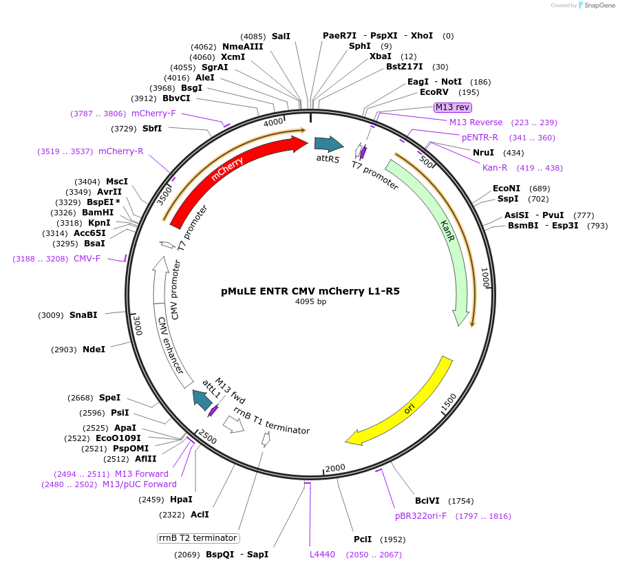 62148-plasmid-map-sequence-id-101432