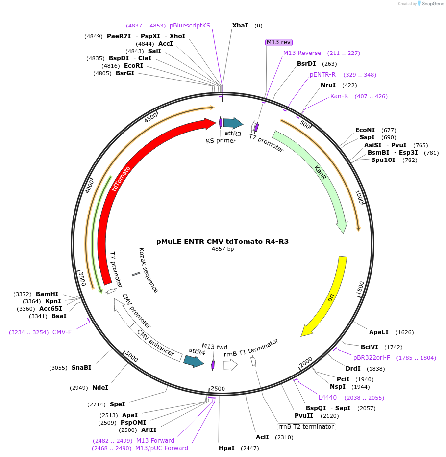 62151-plasmid-map-sequence-id-101435