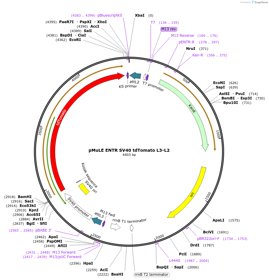 62153-plasmid-map-sequence-id-101437