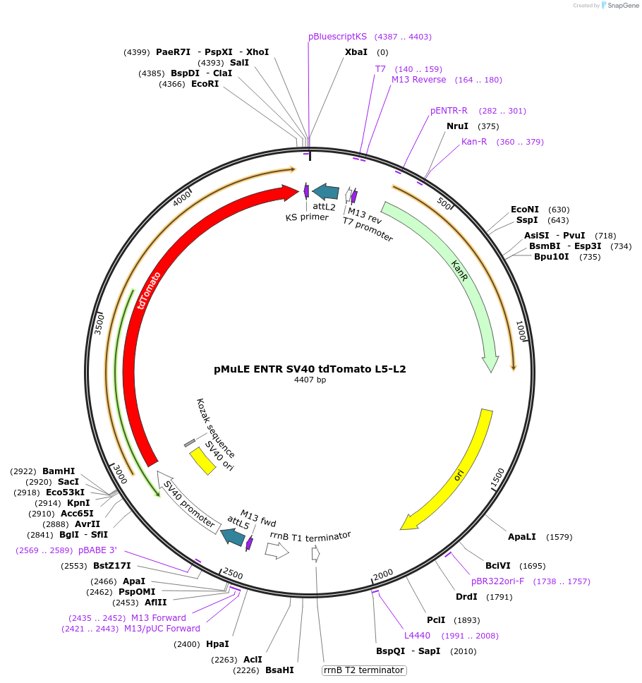 62154-plasmid-map-sequence-id-101438