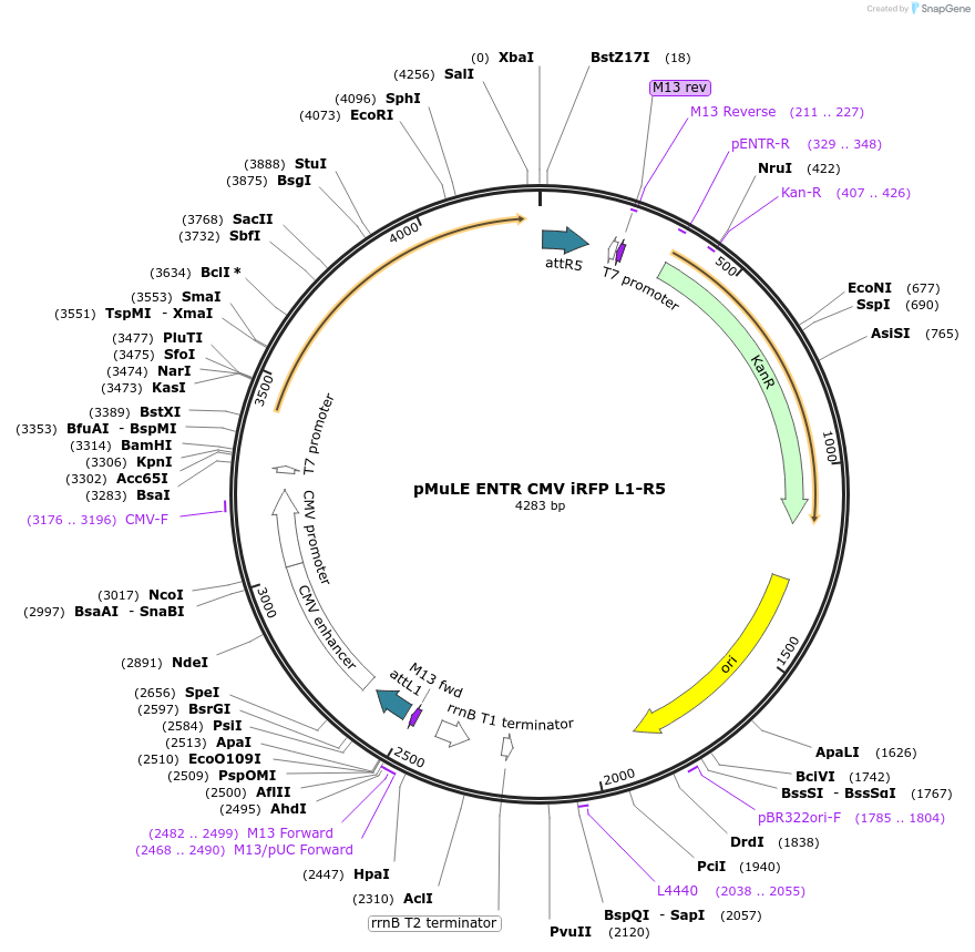 62156-plasmid-map-sequence-id-101440