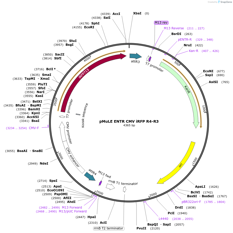 62158-plasmid-map-sequence-id-101442