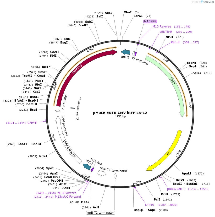 62159-plasmid-map-sequence-id-101443