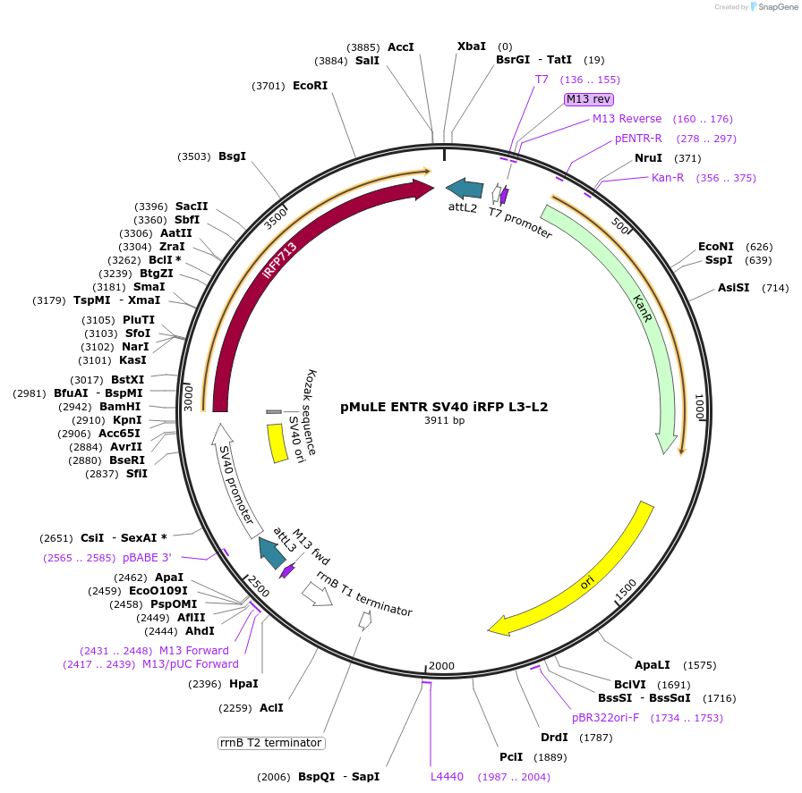 62160-plasmid-map-sequence-id-101444