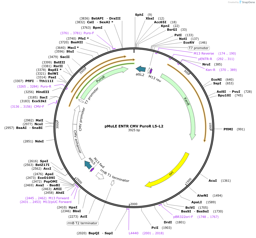 62161-plasmid-map-sequence-id-101445