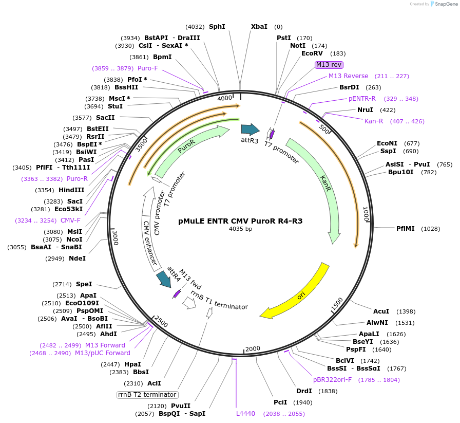 62162-plasmid-map-sequence-id-101446