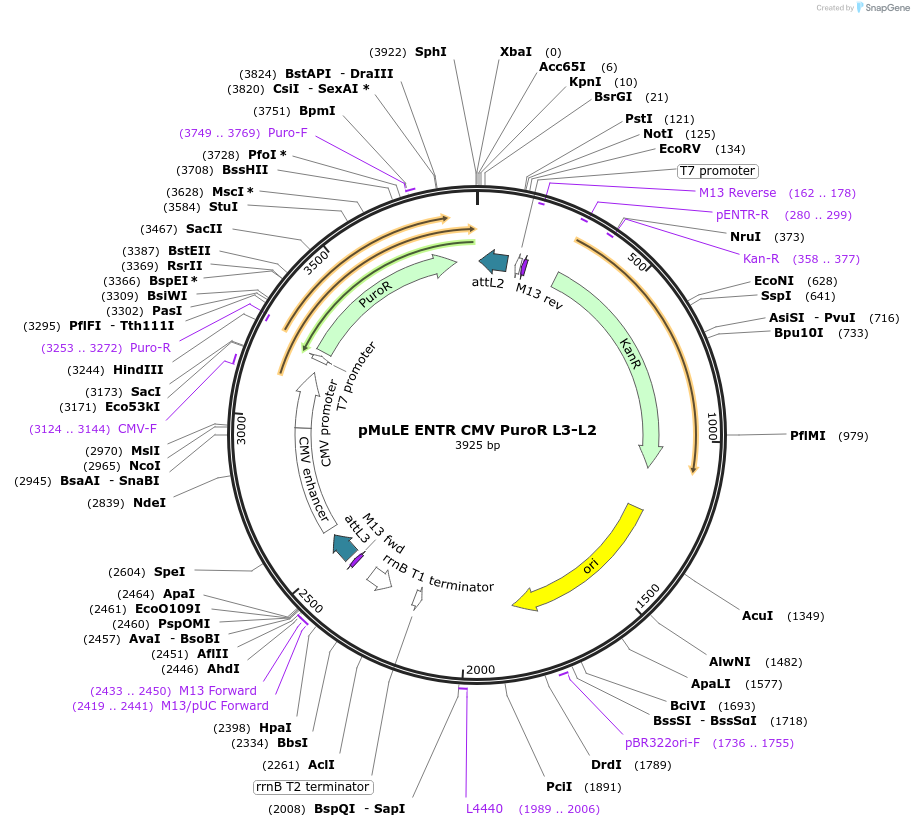 62163-plasmid-map-sequence-id-101447