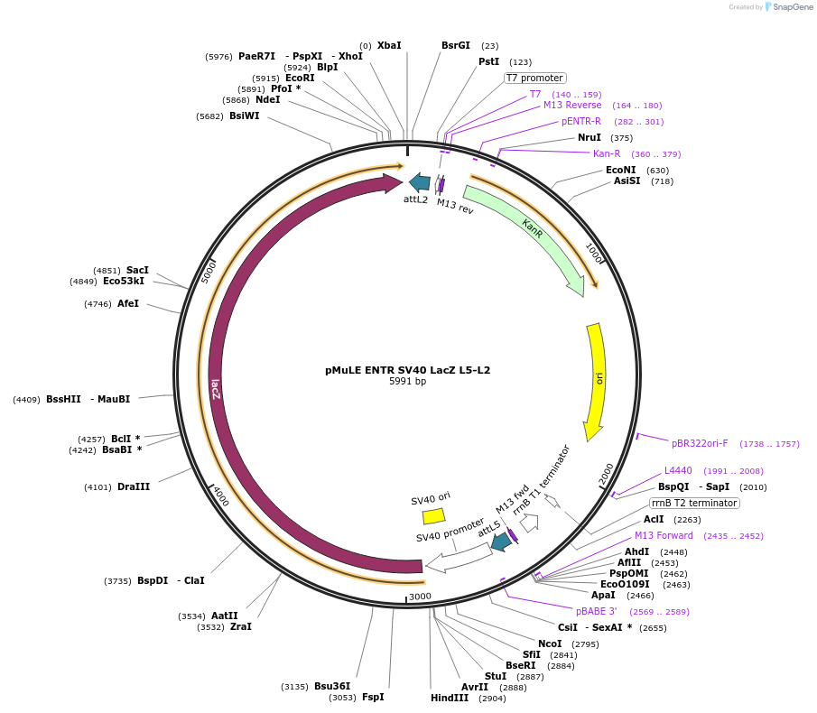 62167-plasmid-map-sequence-id-101451