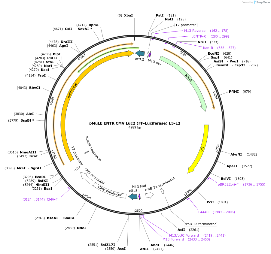 62168-plasmid-map-sequence-id-101452