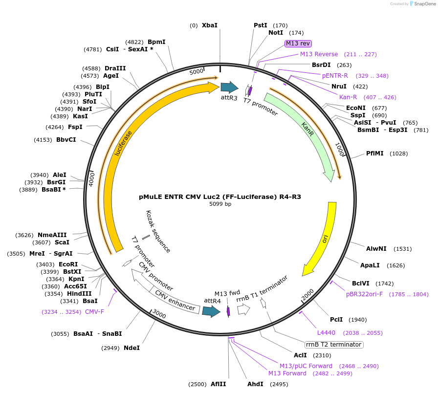62169-plasmid-map-sequence-id-101453
