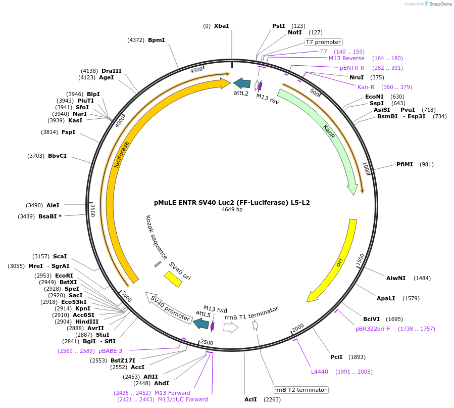 62170-plasmid-map-sequence-id-101454