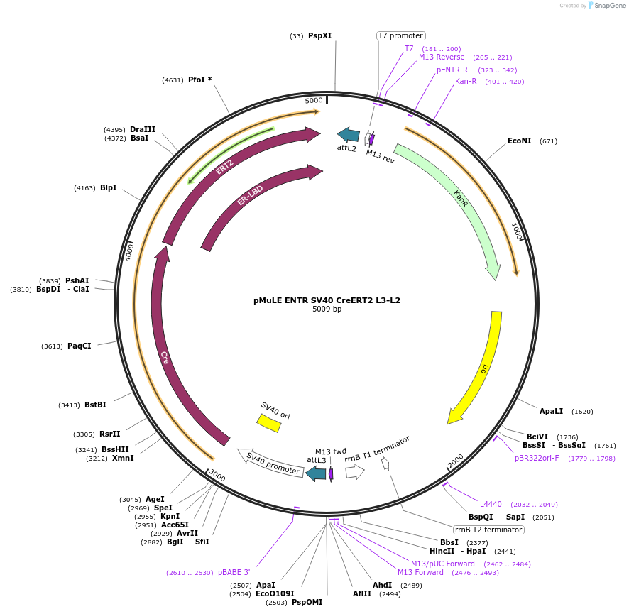 62174-plasmid-map-sequence-id-101458