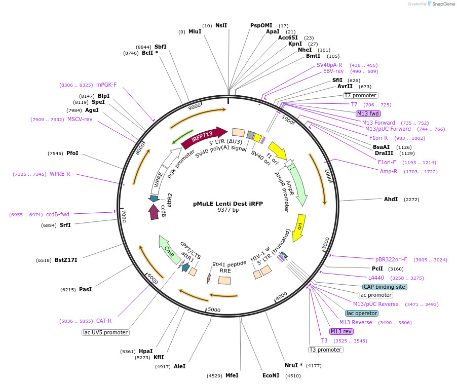 62176-plasmid-map-sequence-id-101460