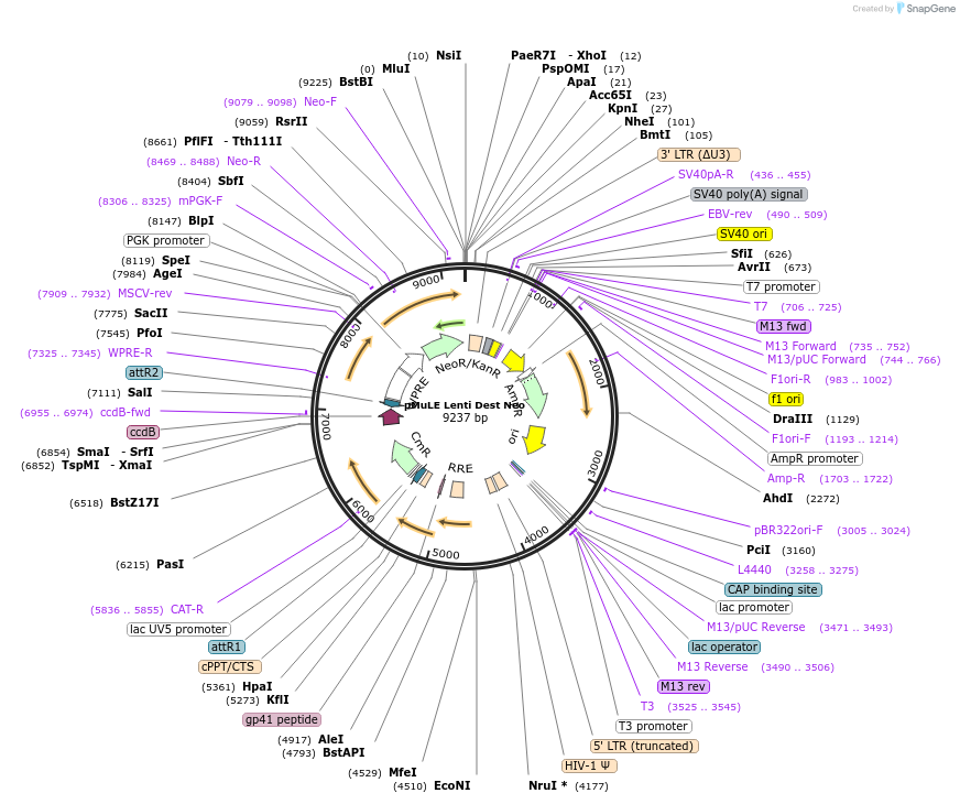 62178-plasmid-map-sequence-id-101462