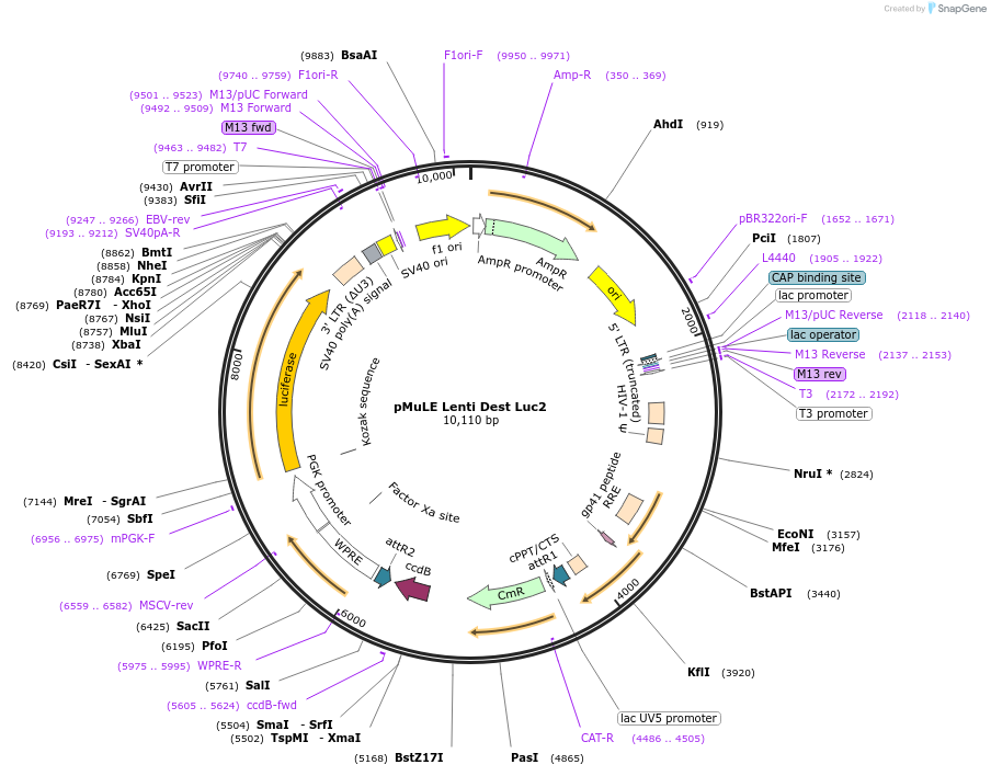 62179-plasmid-map-sequence-id-101463