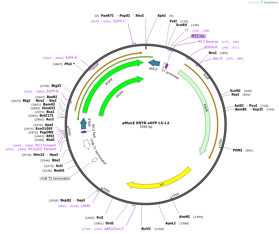 62183-plasmid-map-sequence-id-101464
