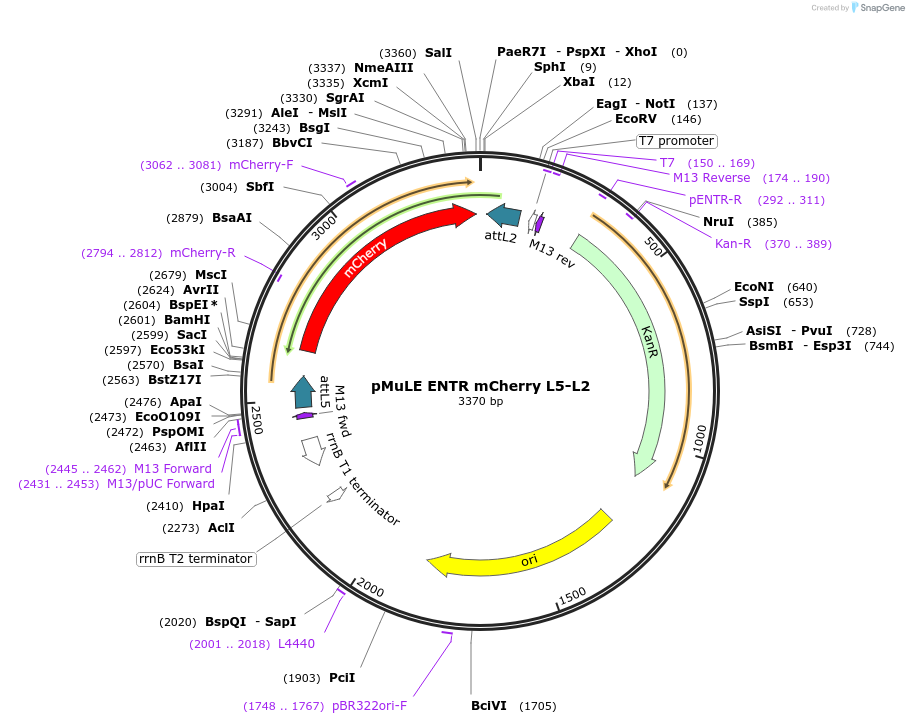 62184-plasmid-map-sequence-id-101465