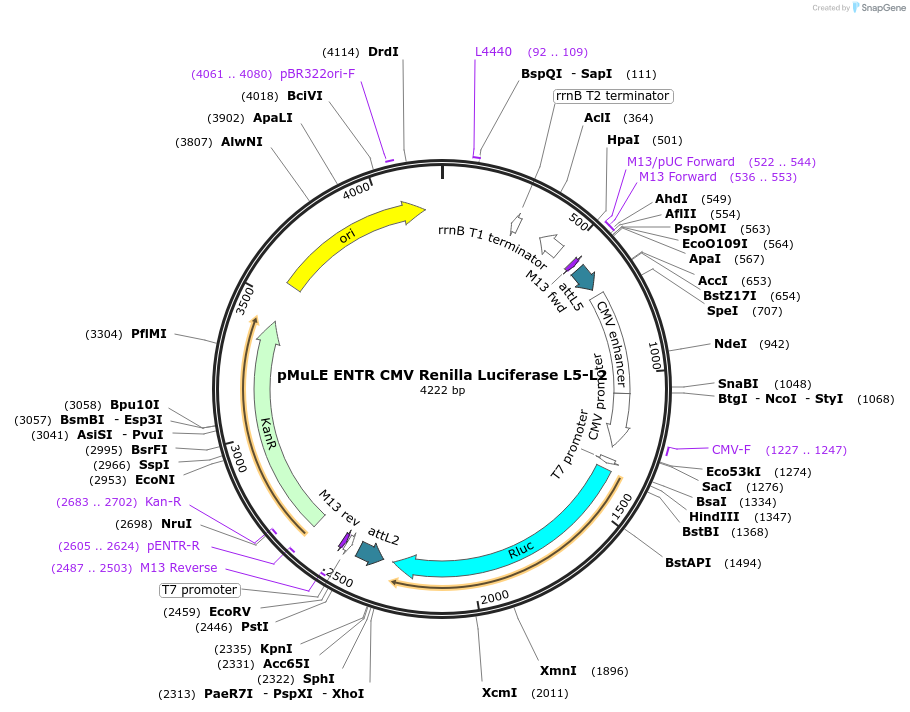 62186-plasmid-map-sequence-id-101467
