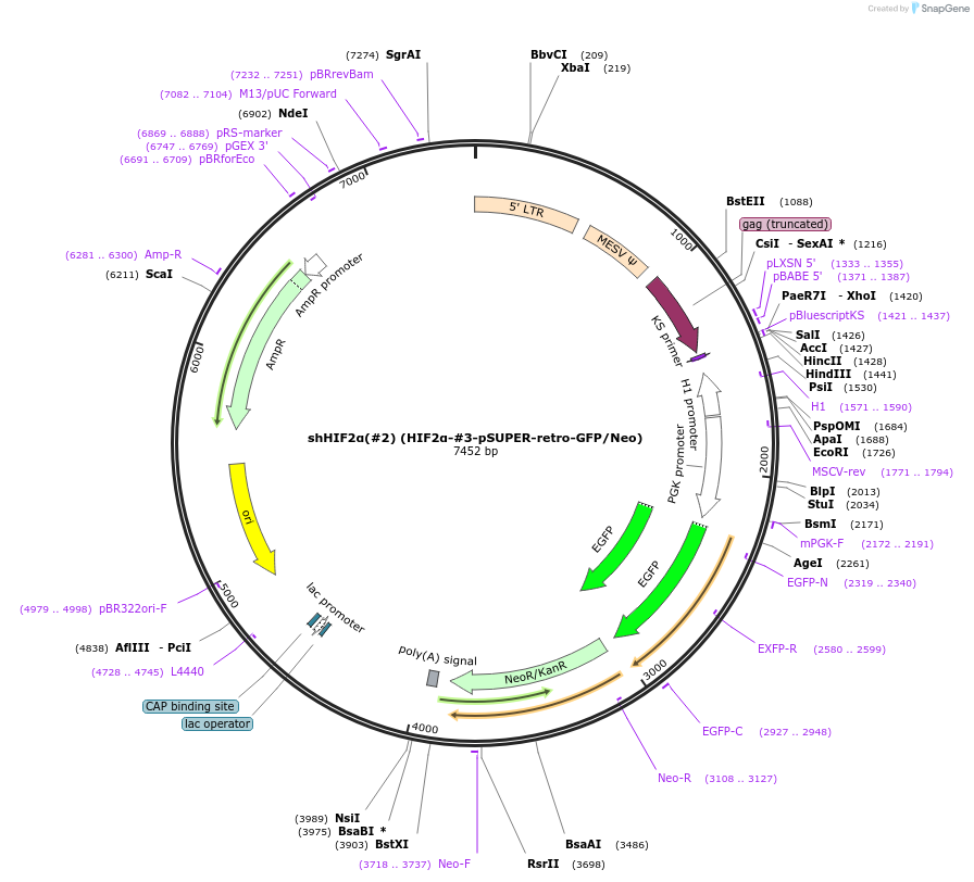 22132-plasmid-map-sequence-id-10149