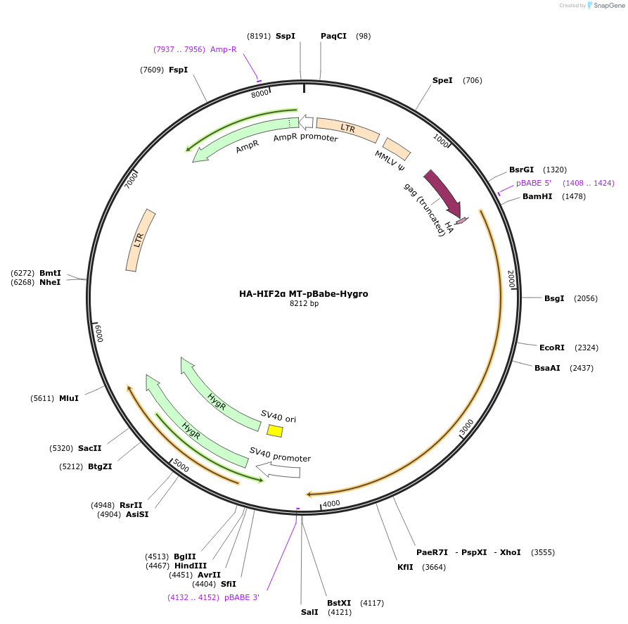 22134-plasmid-map-sequence-id-10152