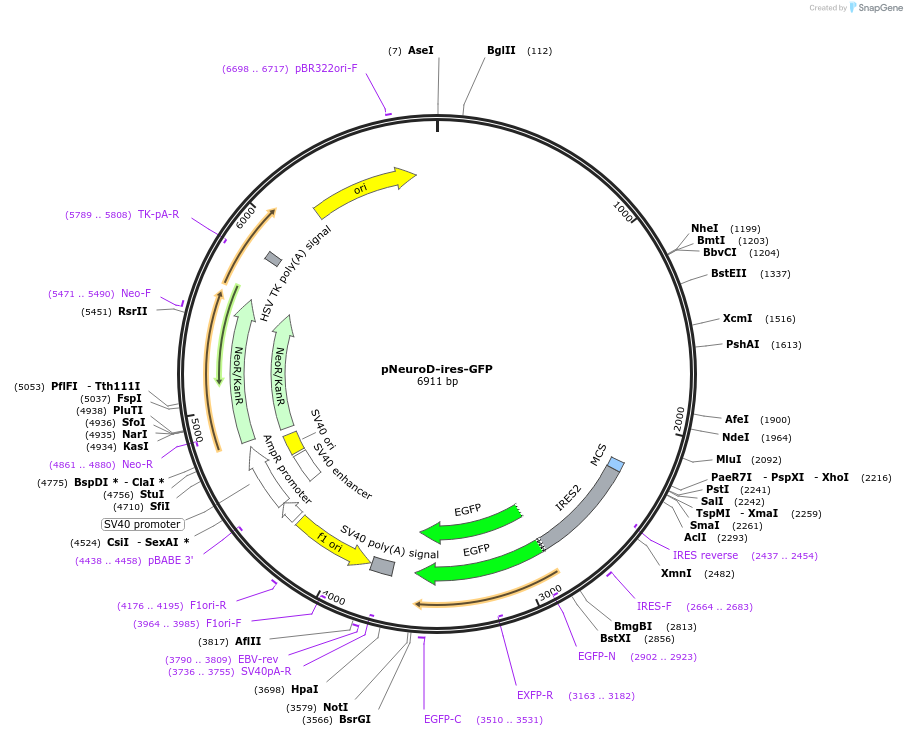 61403-plasmid-map-sequence-id-101565
