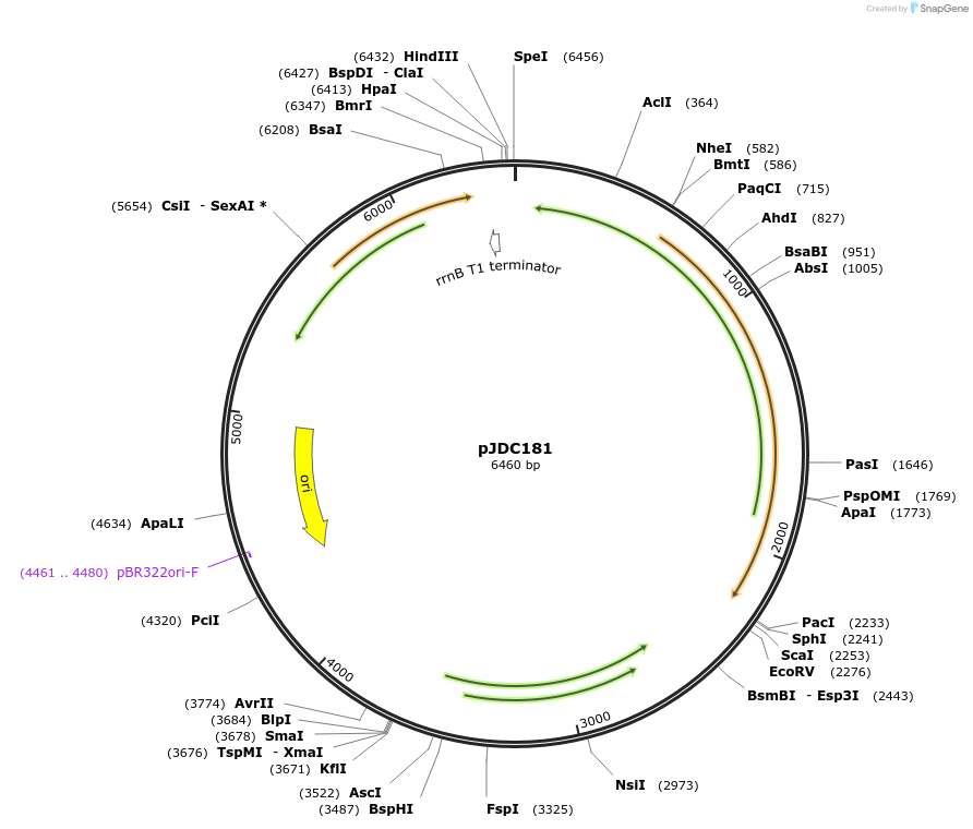 60853-plasmid-map-sequence-id-101567