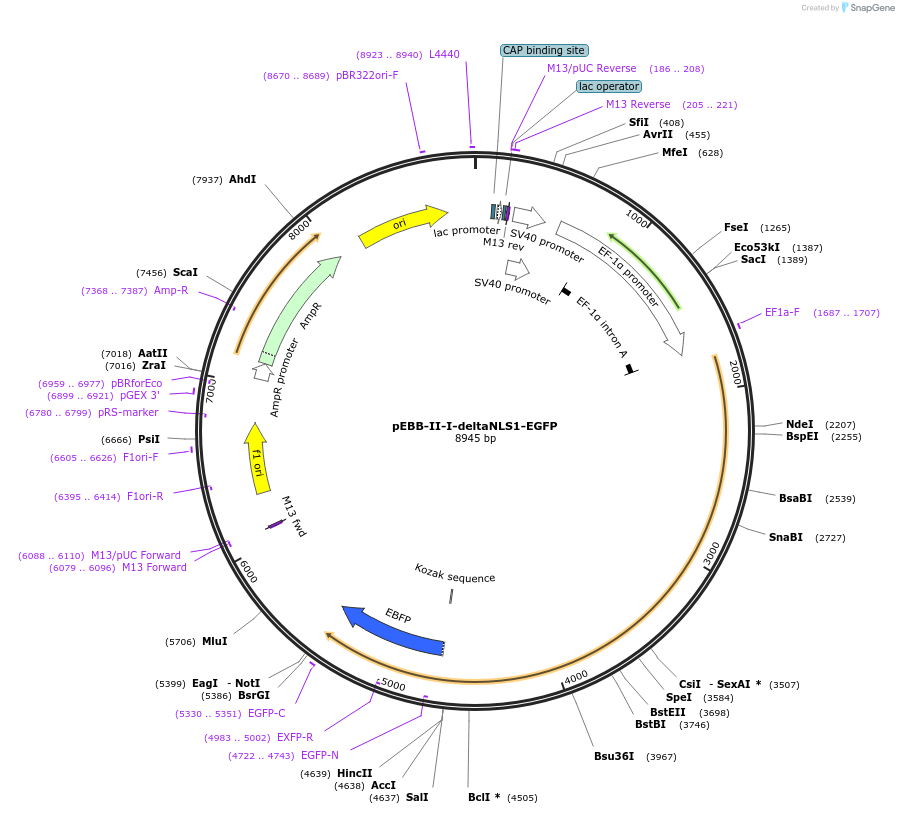 22150-plasmid-map-sequence-id-10159