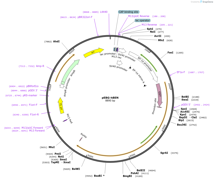 22160-plasmid-map-sequence-id-10161