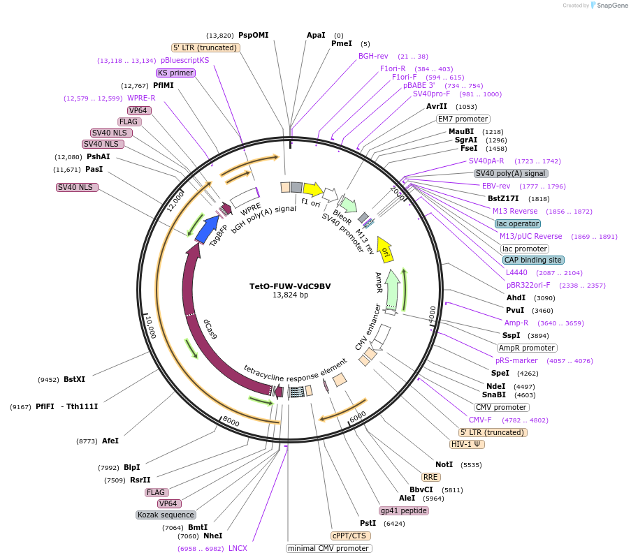 62195-plasmid-map-sequence-id-101643