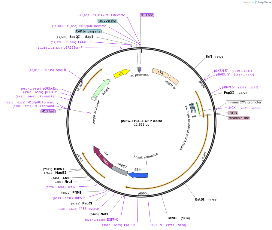 22190-plasmid-map-sequence-id-10166