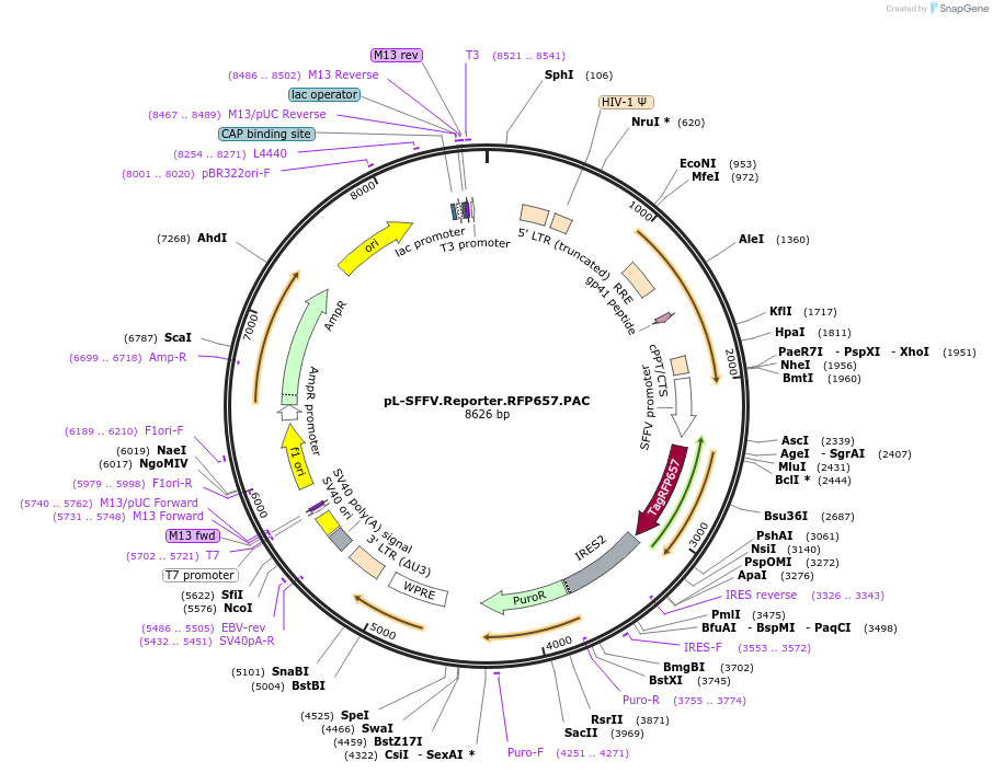 61395-plasmid-map-sequence-id-101662