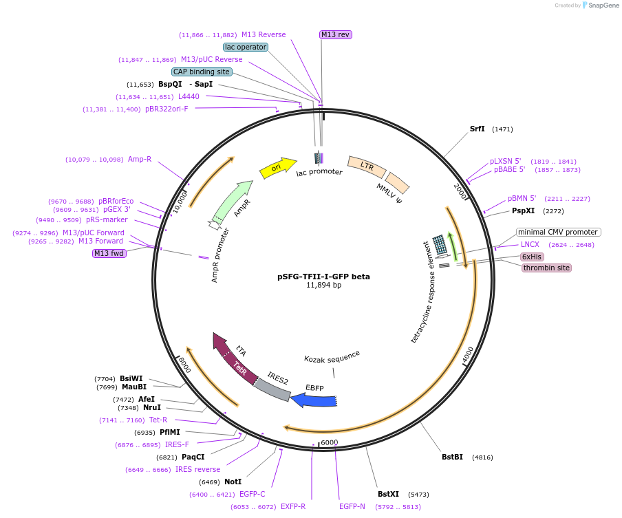 22200-plasmid-map-sequence-id-10173