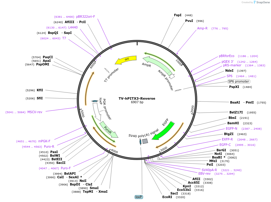 22208-plasmid-map-sequence-id-10175