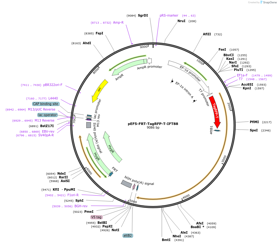 61684-plasmid-map-sequence-id-101753