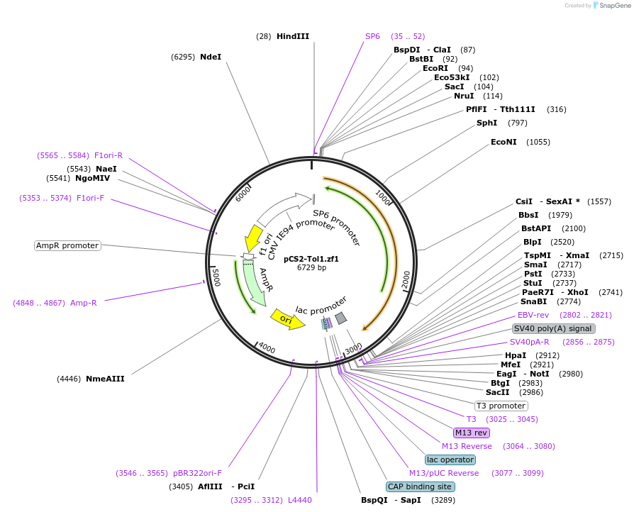 61388-plasmid-map-sequence-id-101757