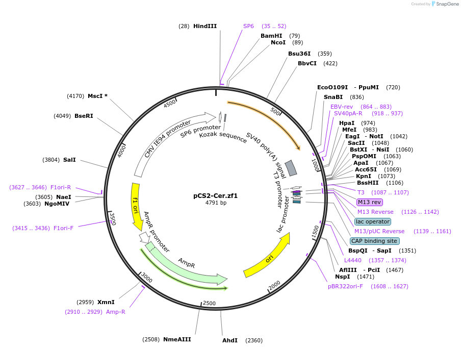 61389-plasmid-map-sequence-id-101765