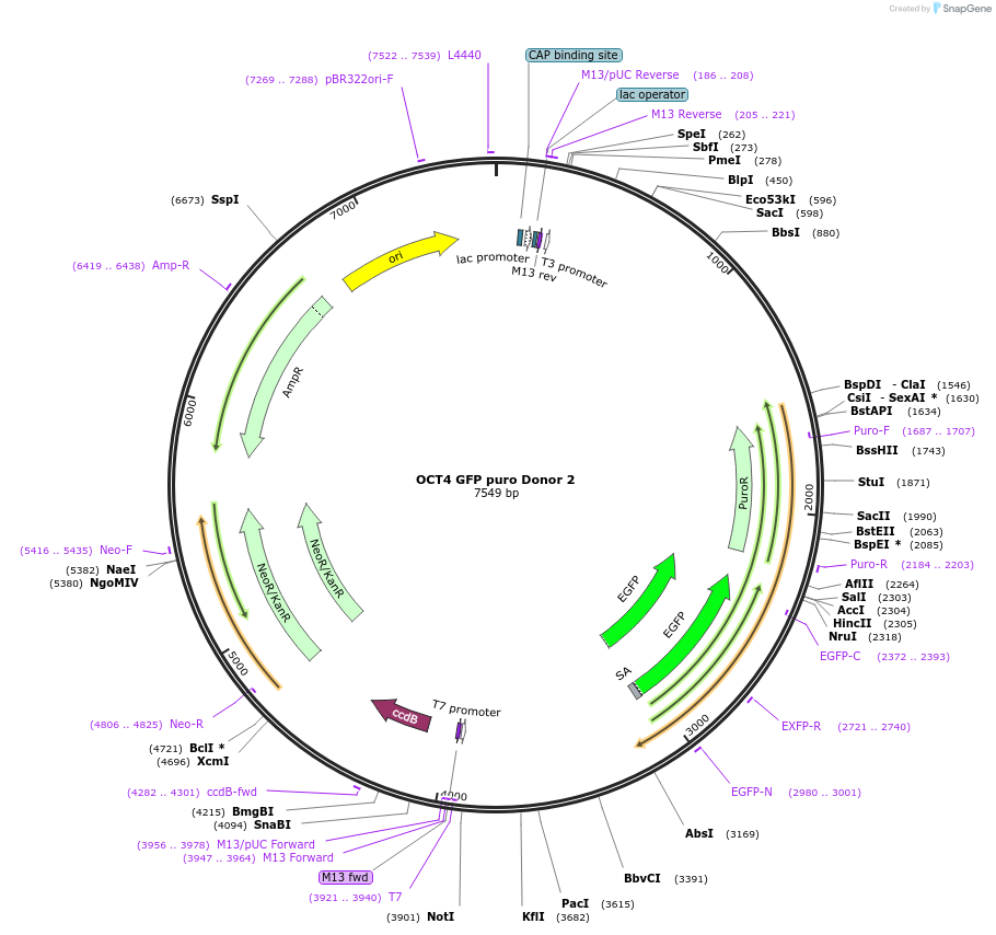 22210-plasmid-map-sequence-id-10177