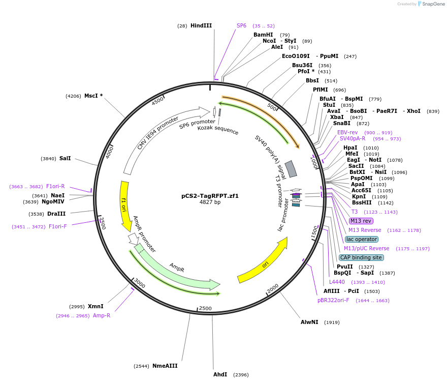 61390-plasmid-map-sequence-id-101771