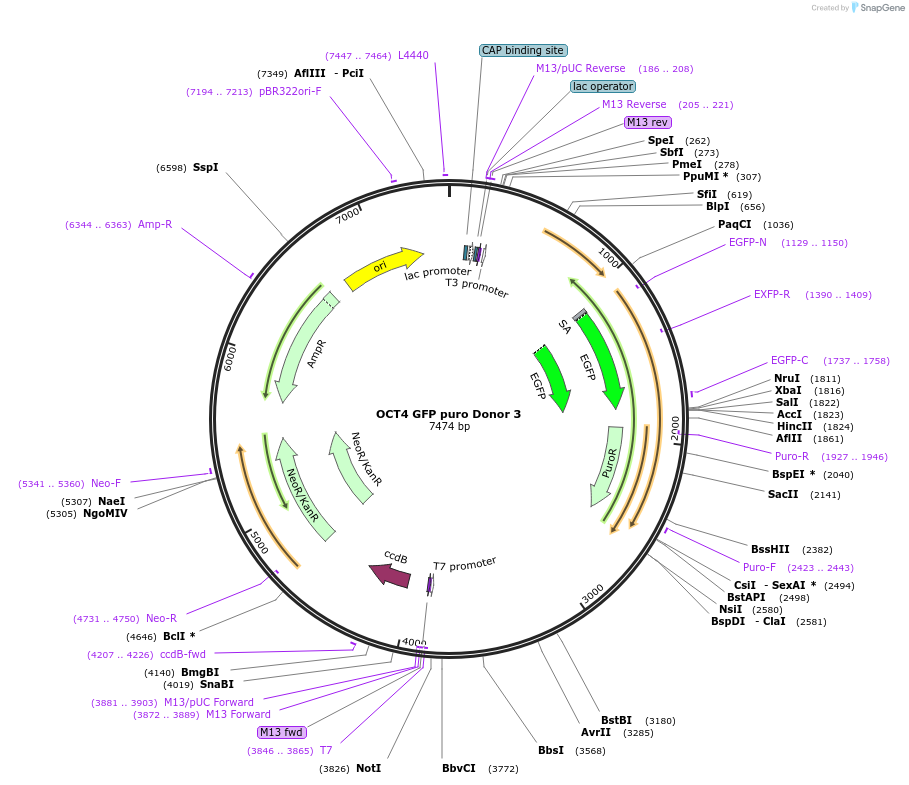 22211-plasmid-map-sequence-id-10178