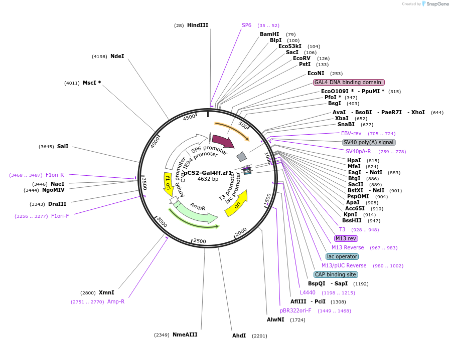 61392-plasmid-map-sequence-id-101786