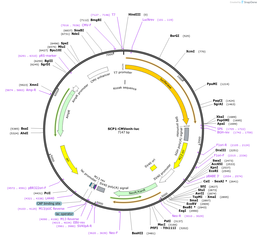 22216-plasmid-map-sequence-id-10180
