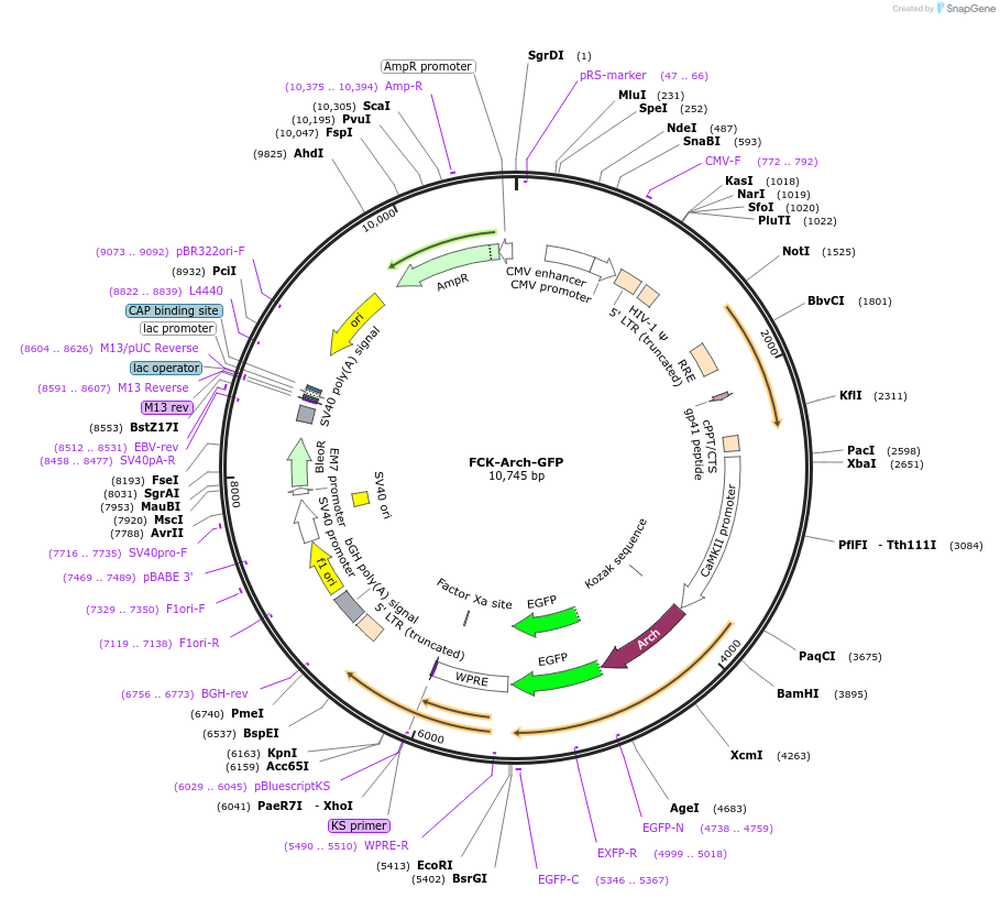 22217-plasmid-map-sequence-id-10181