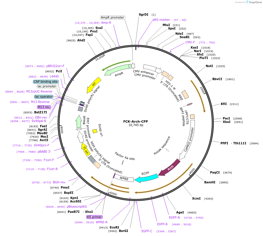 22221-plasmid-map-sequence-id-10182
