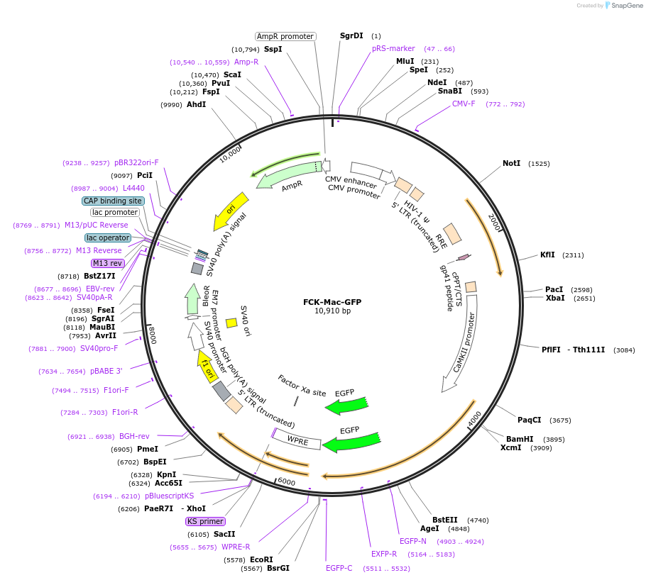 22223-plasmid-map-sequence-id-10184